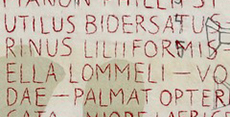 lilliformis_wb.jpg